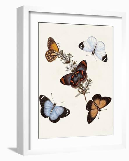 Butterflies & Moths IV-Unknown-Framed Art Print
