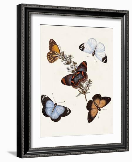 Butterflies & Moths IV-Unknown-Framed Art Print