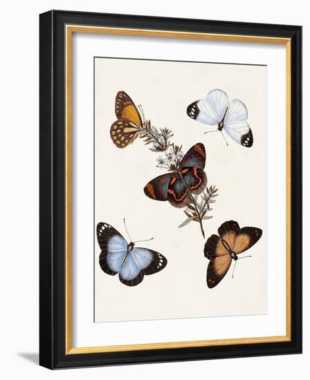 Butterflies & Moths IV-Unknown-Framed Art Print