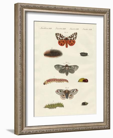 Butterflies -- Night Butterflies-null-Framed Giclee Print