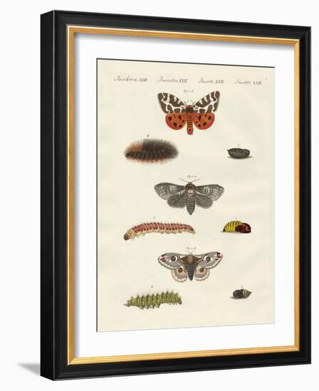 Butterflies -- Night Butterflies-null-Framed Giclee Print