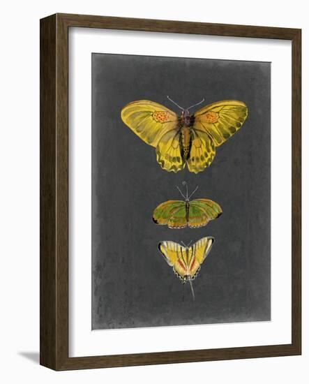 Butterflies on Slate I-Naomi McCavitt-Framed Art Print