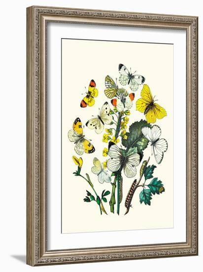 Butterflies: P. Daplidice, P. Napi-William Forsell Kirby-Framed Art Print