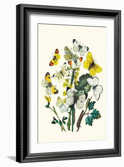 Butterflies: P. Daplidice, P. Napi-William Forsell Kirby-Framed Art Print