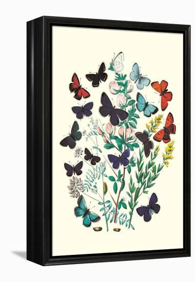 Butterflies: P. Euphemus, P. Cyllarus-William Forsell Kirby-Framed Stretched Canvas