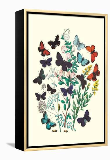 Butterflies: P. Euphemus, P. Cyllarus-William Forsell Kirby-Framed Stretched Canvas