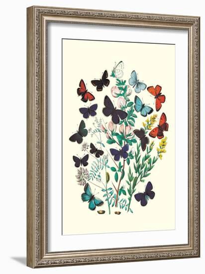 Butterflies: P. Euphemus, P. Cyllarus-William Forsell Kirby-Framed Art Print