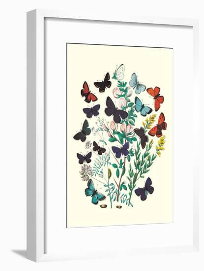 Butterflies: P. Euphemus, P. Cyllarus-William Forsell Kirby-Framed Art Print