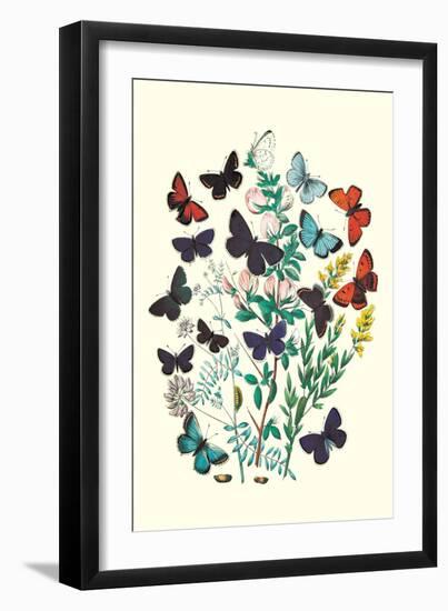 Butterflies: P. Euphemus, P. Cyllarus-William Forsell Kirby-Framed Art Print