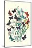 Butterflies: P. Euphemus, P. Cyllarus-William Forsell Kirby-Mounted Art Print