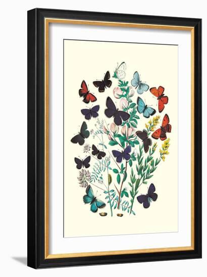 Butterflies: P. Euphemus, P. Cyllarus-William Forsell Kirby-Framed Art Print