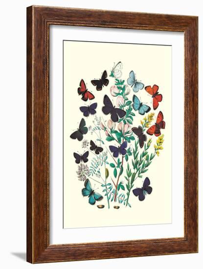 Butterflies: P. Euphemus, P. Cyllarus-William Forsell Kirby-Framed Premium Giclee Print