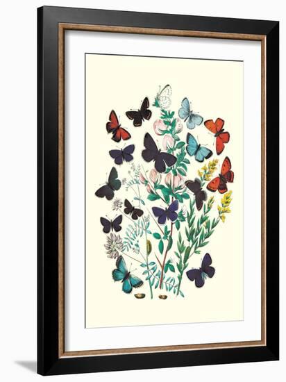 Butterflies: P. Euphemus, P. Cyllarus-William Forsell Kirby-Framed Premium Giclee Print