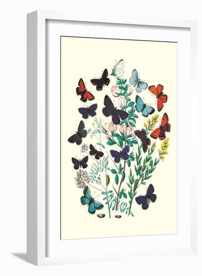 Butterflies: P. Euphemus, P. Cyllarus-William Forsell Kirby-Framed Premium Giclee Print