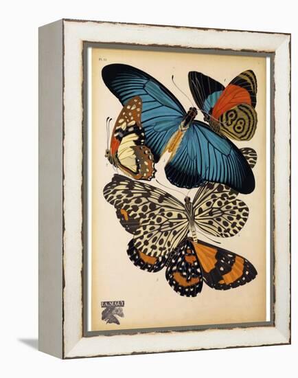 Butterflies Plate 2-null-Framed Premier Image Canvas