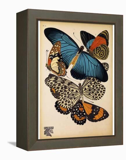 Butterflies Plate 2-null-Framed Premier Image Canvas