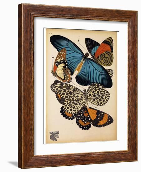 Butterflies Plate 2-null-Framed Giclee Print