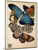 Butterflies Plate 2-null-Mounted Giclee Print