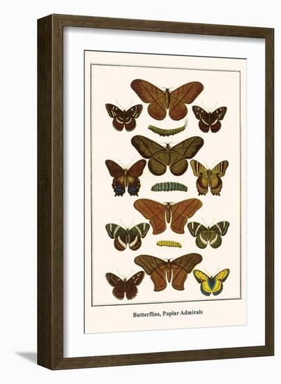 Butterflies, Poplar Admirals-Albertus Seba-Framed Art Print