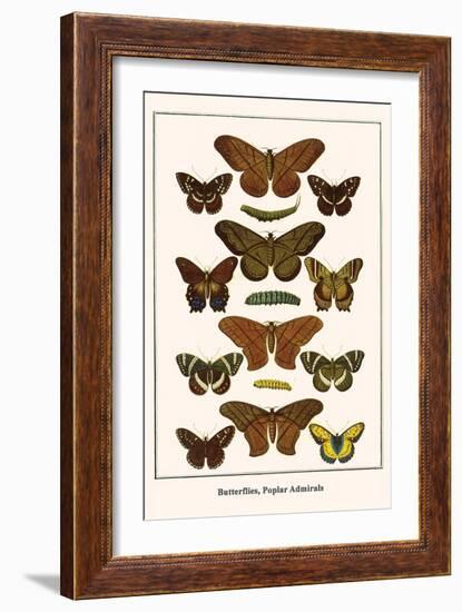 Butterflies, Poplar Admirals-Albertus Seba-Framed Art Print