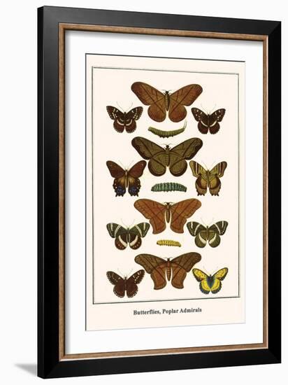 Butterflies, Poplar Admirals-Albertus Seba-Framed Art Print