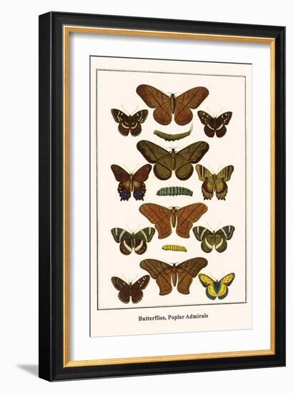 Butterflies, Poplar Admirals-Albertus Seba-Framed Art Print