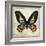 Butterflies Script IV-Amy Melious-Framed Art Print