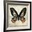 Butterflies Script IV-Amy Melious-Framed Art Print