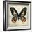 Butterflies Script IV-Amy Melious-Framed Art Print