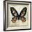 Butterflies Script IV-Amy Melious-Framed Art Print