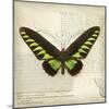 Butterflies Script VI-Amy Melious-Mounted Art Print
