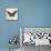 Butterflies Script VI-Amy Melious-Mounted Art Print displayed on a wall