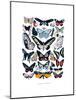 Butterflies-Hanna Melin-Mounted Giclee Print