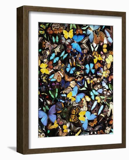 Butterflies-Darrell Gulin-Framed Photographic Print