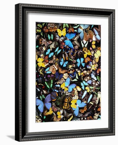 Butterflies-Darrell Gulin-Framed Photographic Print