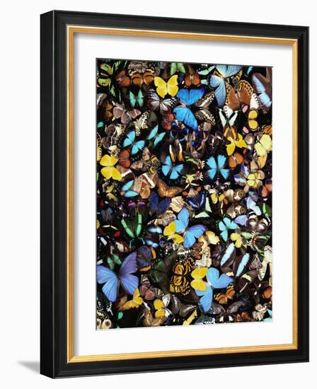 Butterflies-Darrell Gulin-Framed Photographic Print