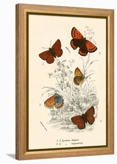 Butterflies-English School-Framed Premier Image Canvas