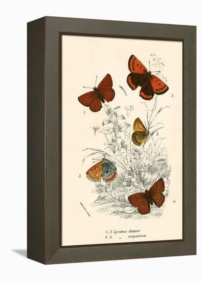 Butterflies-English School-Framed Premier Image Canvas