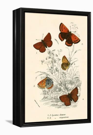 Butterflies-English School-Framed Premier Image Canvas