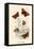 Butterflies-English School-Framed Premier Image Canvas