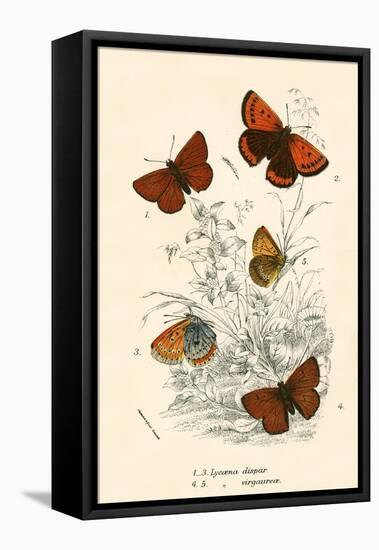 Butterflies-English School-Framed Premier Image Canvas