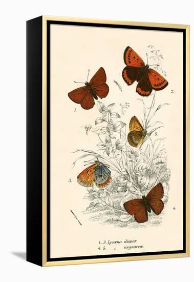 Butterflies-English School-Framed Premier Image Canvas