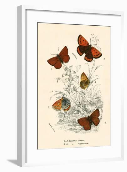 Butterflies-English School-Framed Giclee Print