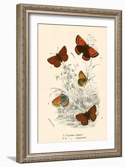 Butterflies-English School-Framed Giclee Print