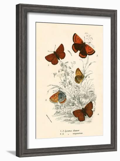 Butterflies-English School-Framed Giclee Print