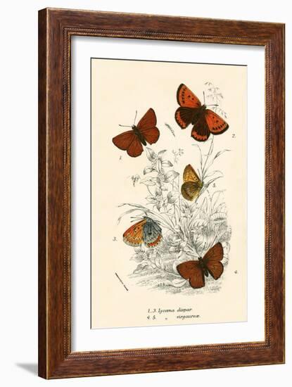 Butterflies-English School-Framed Giclee Print