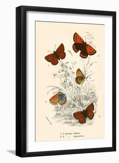 Butterflies-English School-Framed Giclee Print