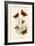 Butterflies-English School-Framed Giclee Print