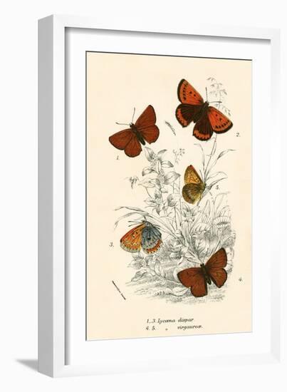 Butterflies-English School-Framed Giclee Print