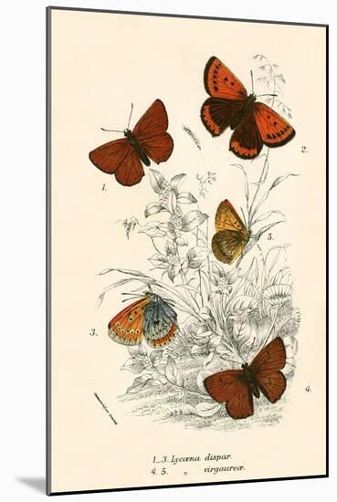 Butterflies-English School-Mounted Giclee Print